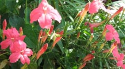 ruellia rosea