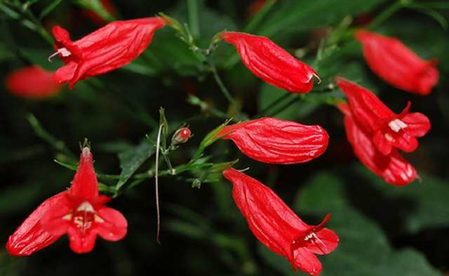 RUELLIA GRAECIZANS