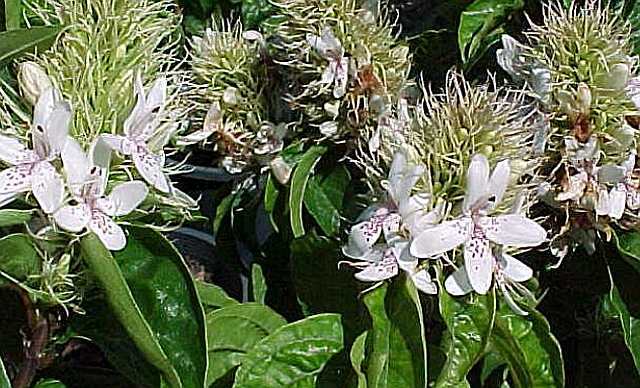 RUTTYA OVATA - Acanthaceae-poze net
