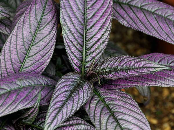 Strobilanthes dyeriana x