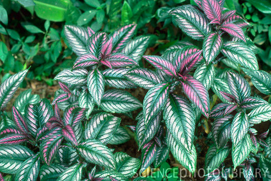 Strobilanthes dyeriana