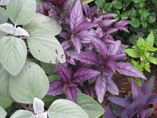 strobilanthes dyerianus - Acanthaceae-poze net