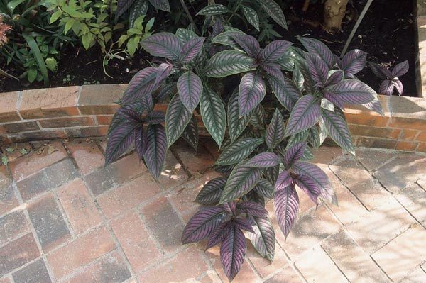 Strobilanthes dyeriana