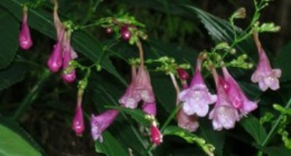 strobilanthes faccidifolius - Acanthaceae-poze net