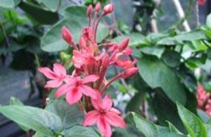 ruspolia - Acanthaceae-poze net