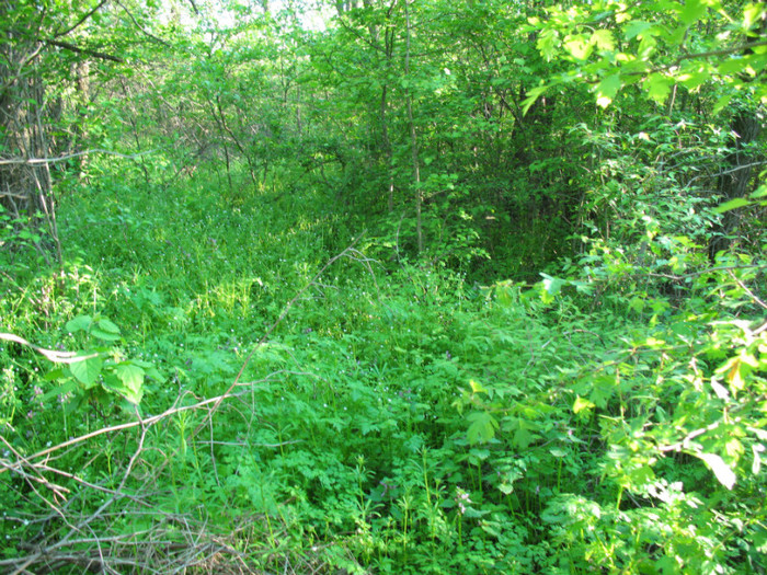 file 080 - Poze 20 04 2008