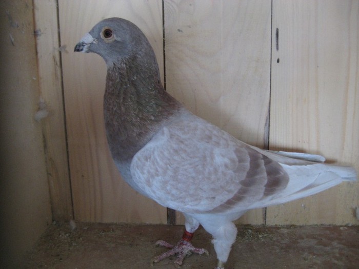 BE-6029393-03; Sylver Toye
NATURAL
