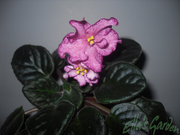 19 feb. 2012 - 2012 Gesneriaceae