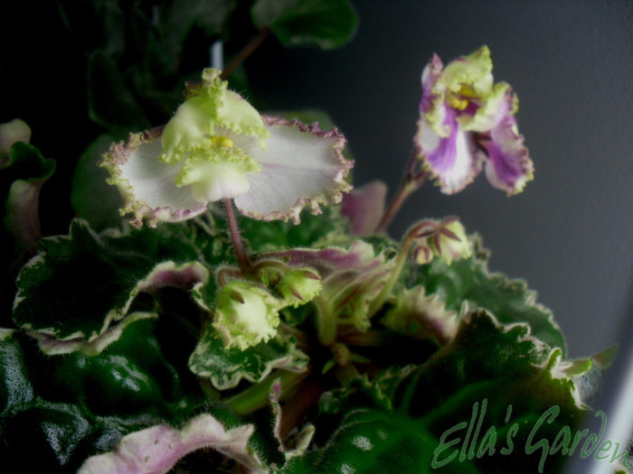 19 feb. 2012 - 2012 Gesneriaceae