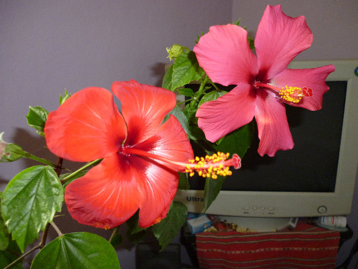 P1000081 - flori iarna 2011-2012