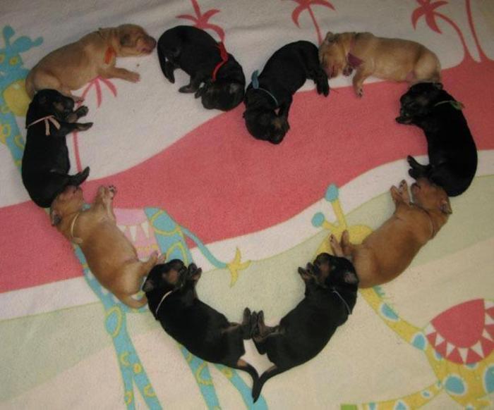 432203_181319751971494_140089839427819_214702_1761151383_n - trandafiri NOU