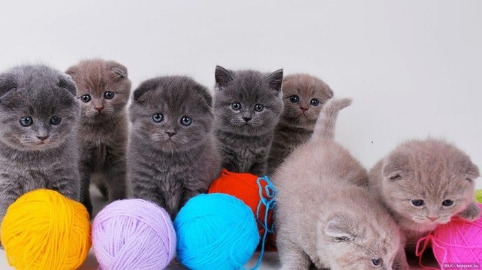 419476_182064575230345_140089839427819_215621_906118922_n - trandafiri NOU