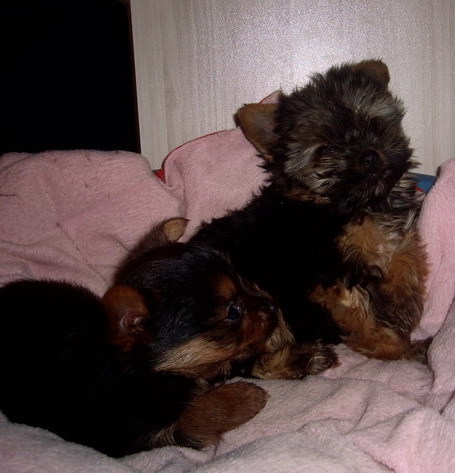 Felly si pui bony - Yorkshire terrier