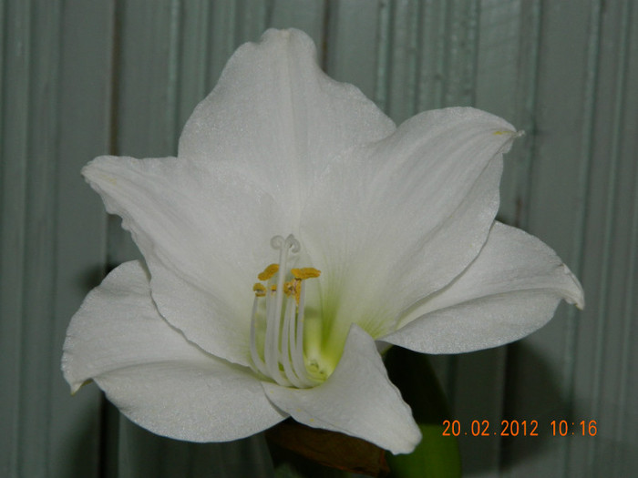 DSCN0134 - Amaryllis 2012