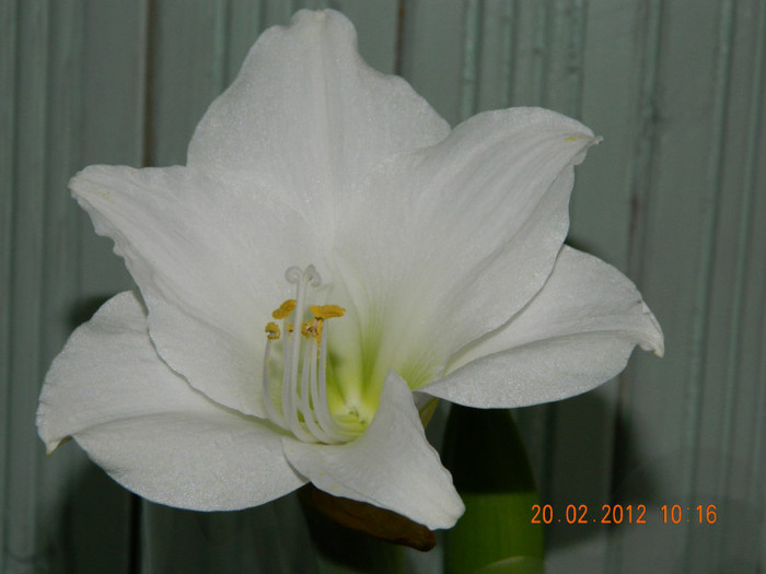 DSCN0135 - Amaryllis 2012