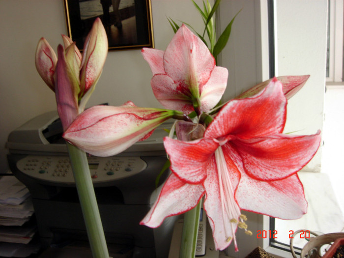 CHARISMA - AMARYLLIS 2012