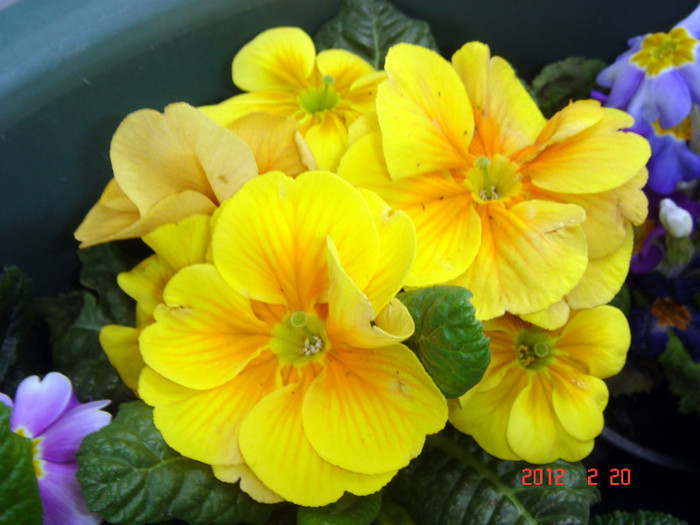DSC02265 - Februarie 2012