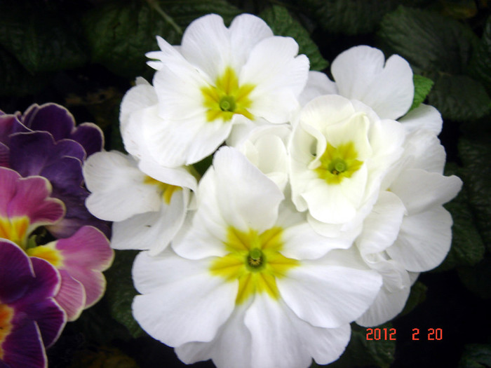 DSC02268 - Februarie 2012
