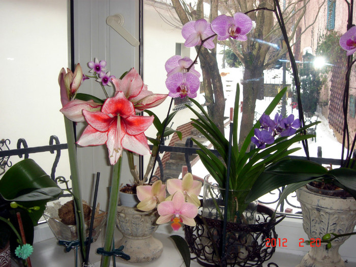 DSC02259 - Februarie 2012