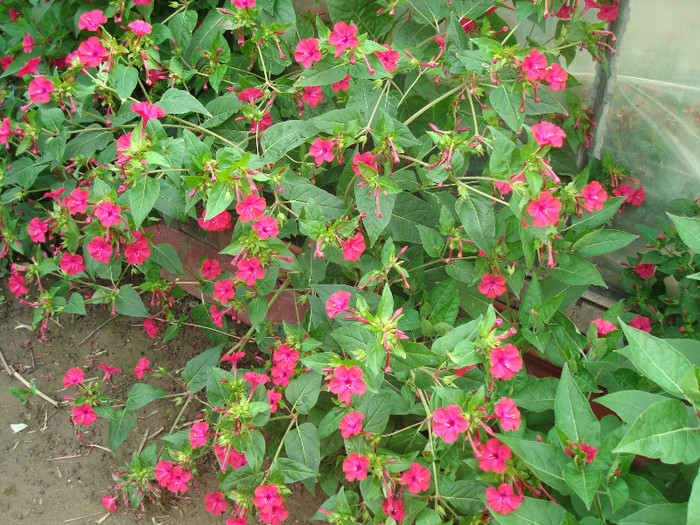 DSC01162 MIRABILIS JALAPA - FLORI IN GRADINA MEA