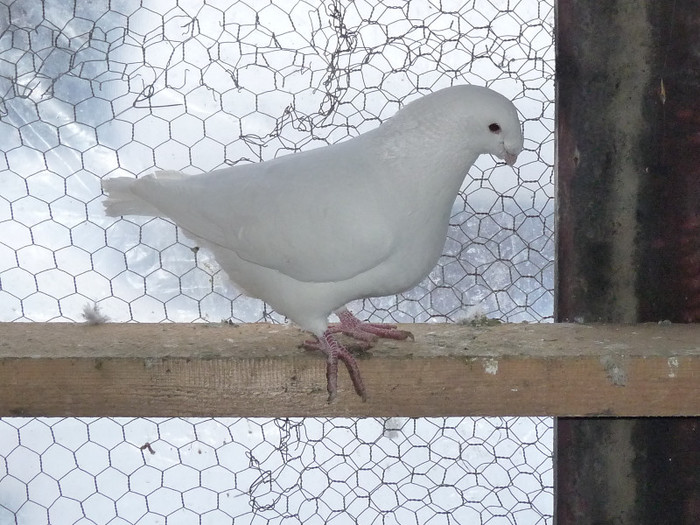 vandut - VOIAJORI AMERICANI