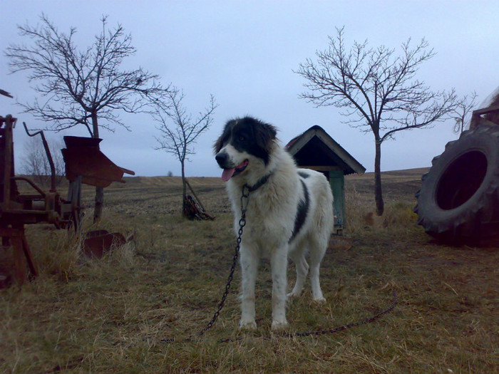 09122011512 - Ciobanesc de bucovina