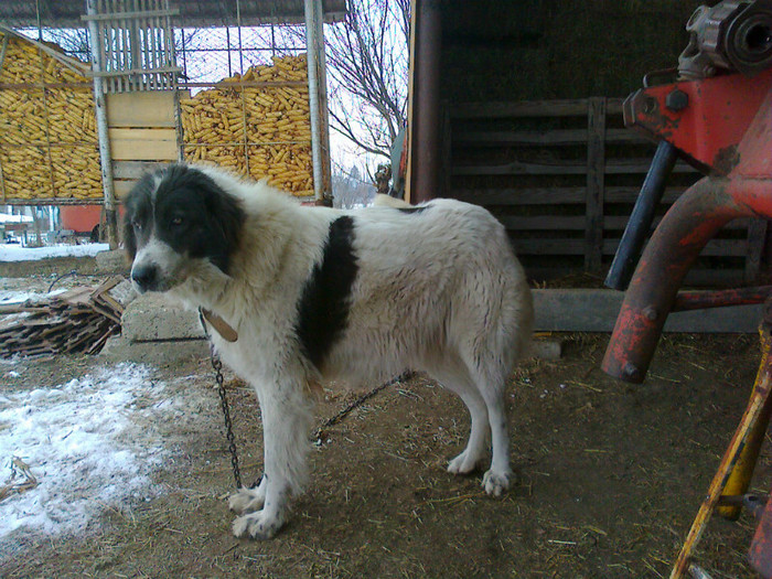 Picture 400 - Ciobanesc de bucovina