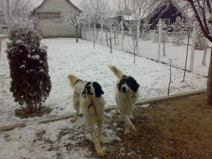 23122011560 - Ciobanesc de bucovina