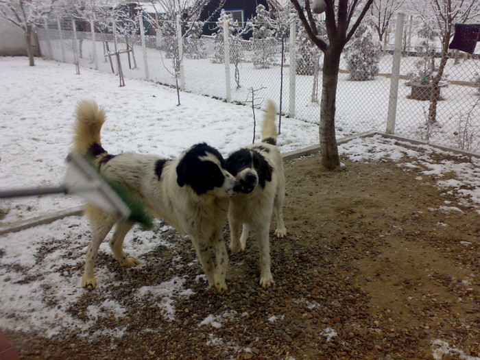 23122011561 - Ciobanesc de bucovina