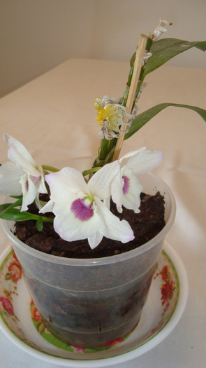 DSC05230 - februarie