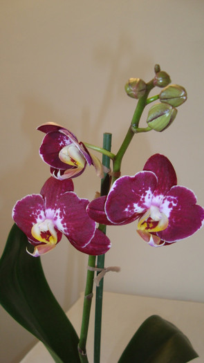 DSC05236 - februarie