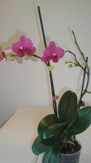 DSC05239 - februarie