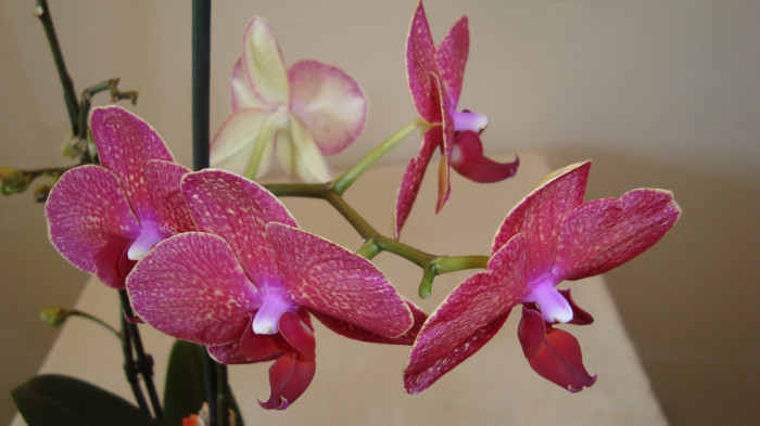 DSC05240 - februarie