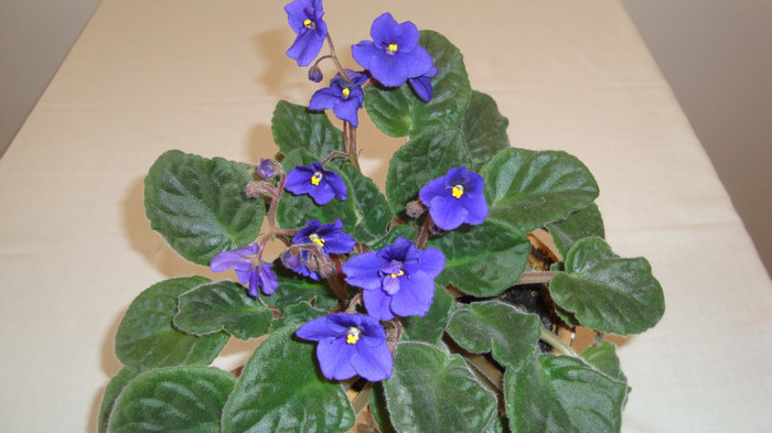 DSC05244 - februarie