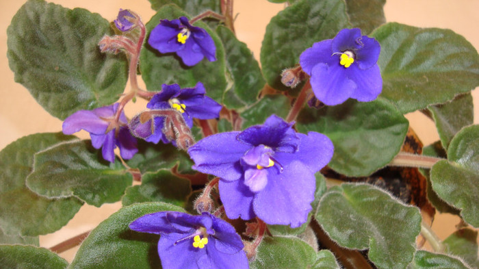 DSC05245 - februarie