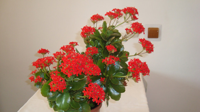 DSC05246 - februarie