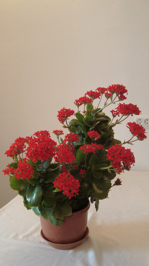 DSC05249 - februarie