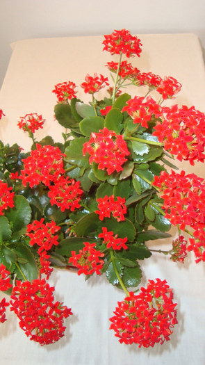 DSC05250 - februarie