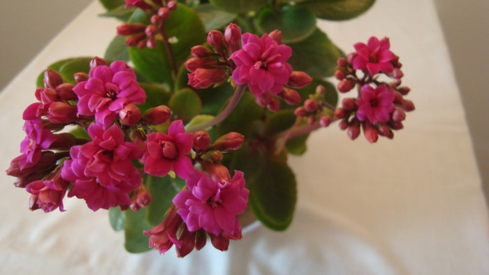 DSC05254 - februarie