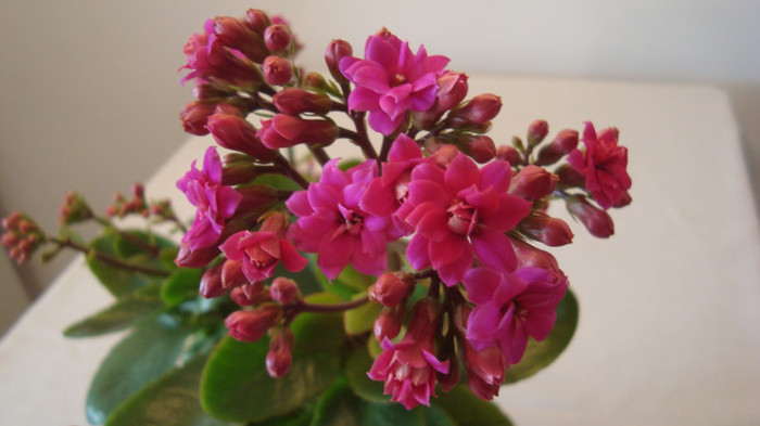 DSC05255 - februarie