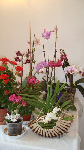 DSC05257 - februarie