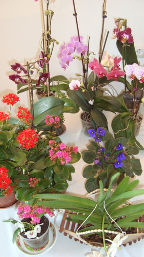 DSC05258 - februarie