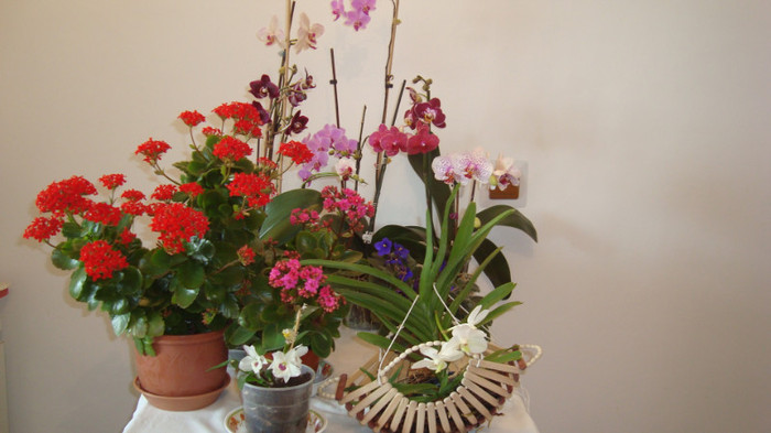 DSC05259 - februarie