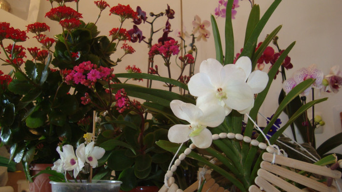 DSC05260 - februarie