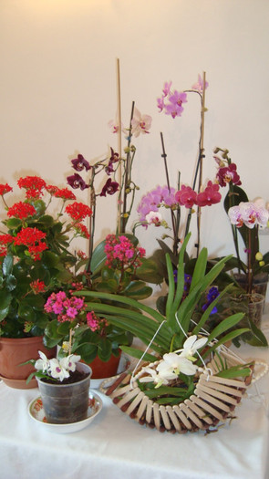 DSC05262 - februarie