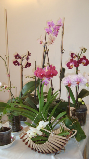 DSC05264 - februarie