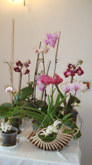 DSC05265 - februarie