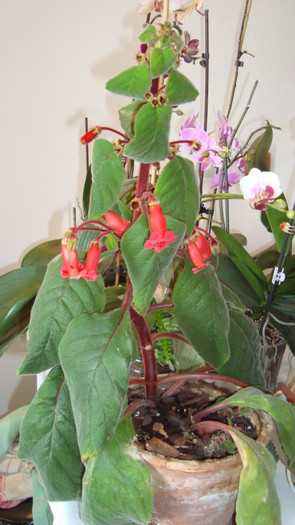 DSC05267 - februarie