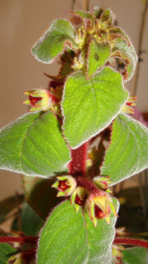 DSC05269 - februarie