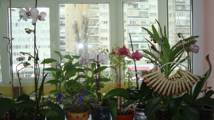 DSC05279 - februarie